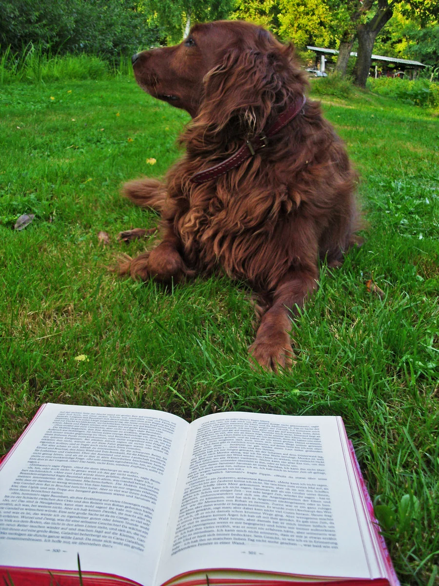 read__maya__read__by_auctrixmundi-d6jkf22.jpg
